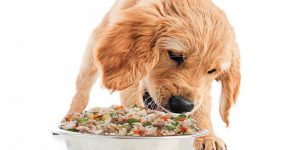 انواع غذای سگ-رایاپت