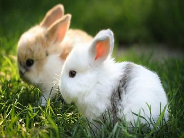 نکات مهم مراقبت از خرگوش