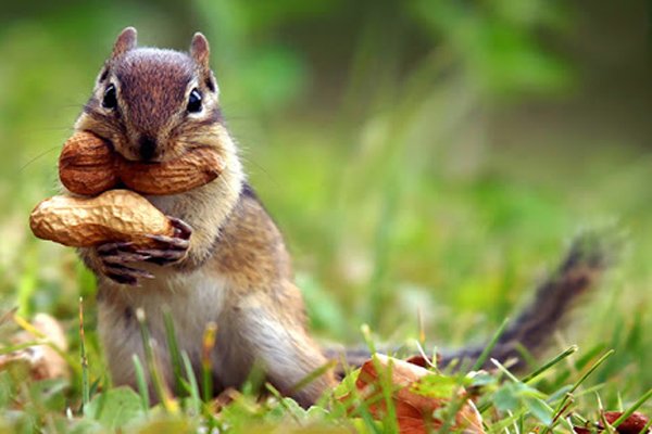 ایاپت فروشگاه آنلاین حیوانات-هر آنچه می خواهید در مورد داشتن سنجاب، حیوان خانگی بدانید
