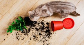 رایاپت فروشگاه آنلاین حیوانات-6 خطر خانگی برای گربه ها
