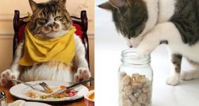 انواع غذای گربه در رایاپت