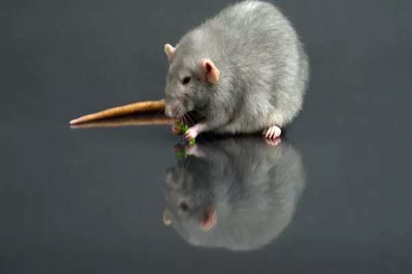 رایاپت فروشگاه آنلاین حیوانات-چه غذاهایی برای موش ها خطرناک است؟