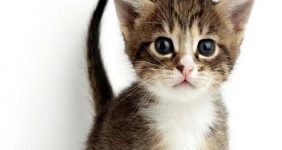 میزان اب مورد نیاز گربه ها-رایاپت