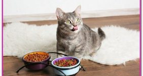 نکات تغذیه گربه ها در رایاپت