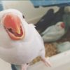 رایاپت فروشگاه آنلاین حیوانات-آموزش صحبت کردن به پرنده  خانگی