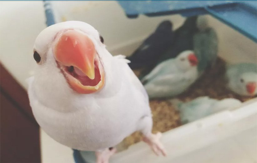 رایاپت فروشگاه آنلاین حیوانات-آموزش صحبت کردن به پرنده  خانگی