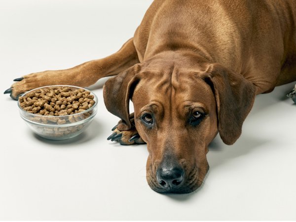 رایاپت فروشگاه آنلاین حیوانات- علت غذا نخوردن توله سگ و استفراغ