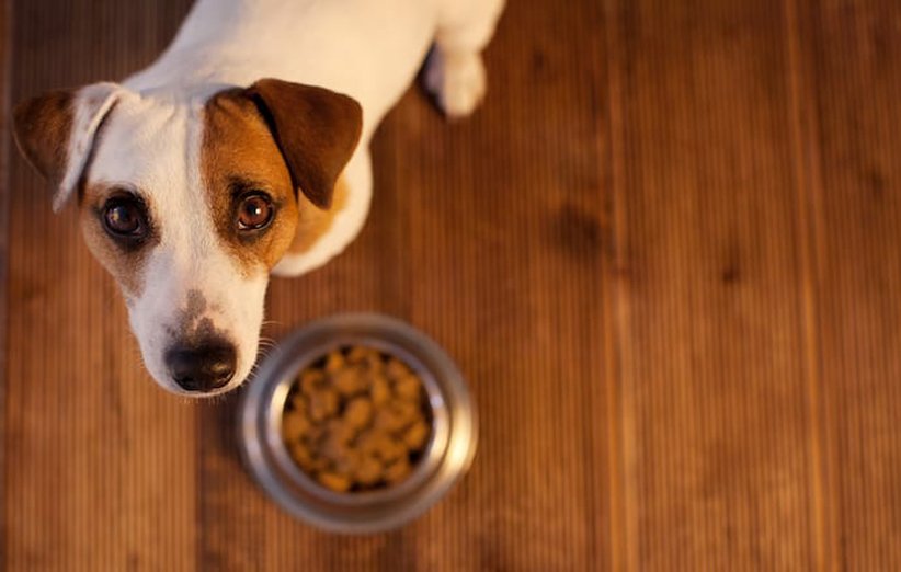 رایاپت فروشگاه آنلاین حیوانات- راه حل های از دست دادن اشتها در سگ ها