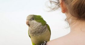 رایاپت فروشگاه آنلاین حیوانات-10 بیماری مشترک انسان و پرندگان خانگی