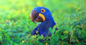رایاپت فروشگاه آنلاین حیوانات-حقایق جالب درباره طوطی ها