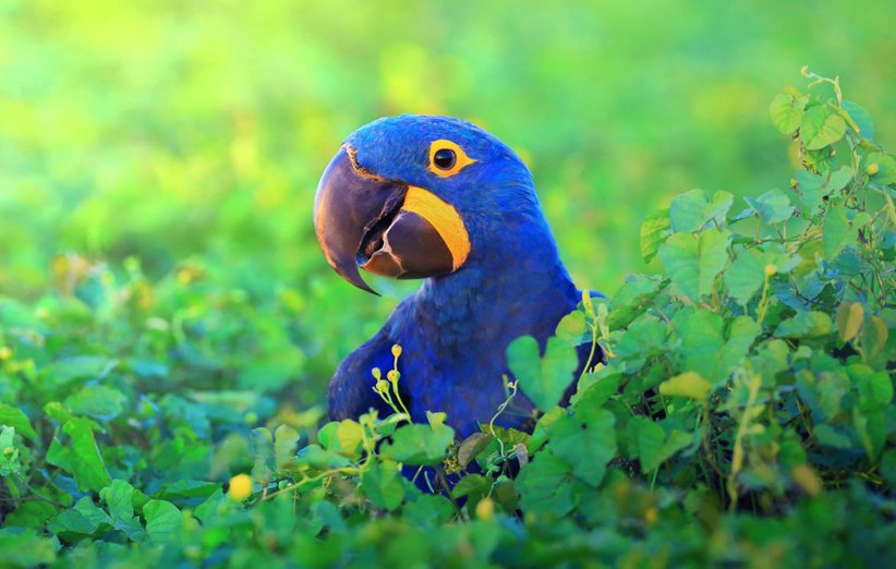رایاپت فروشگاه آنلاین حیوانات-حقایق جالب درباره طوطی ها