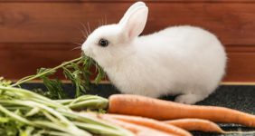 رایاپت فروشگاه آنلاین حیوانات-غذاهایی با کلسیم بالا برای خرگوش ها