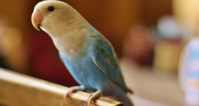 رایاپت فروشگاه آنلاین حیوانات-بیماری در پرندگان خانگی