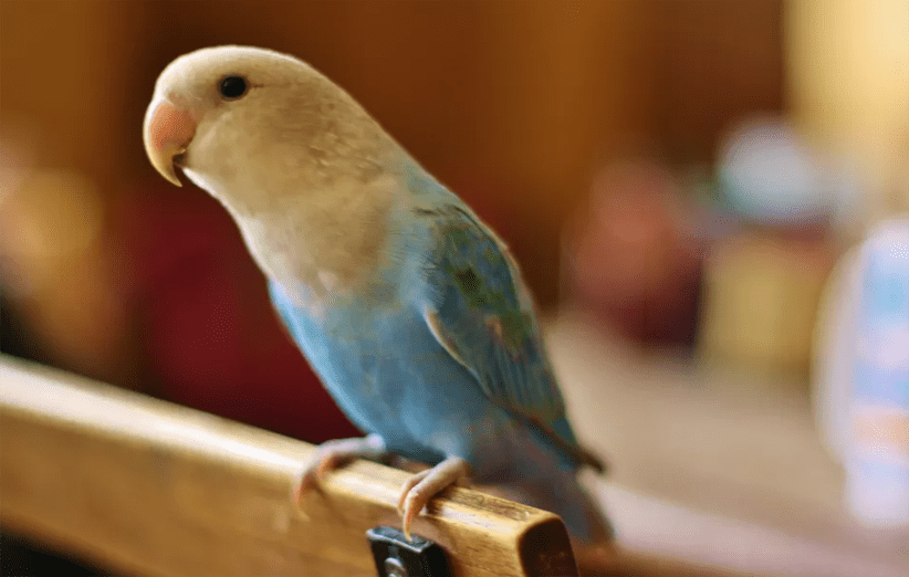 رایاپت فروشگاه آنلاین حیوانات-بیماری در پرندگان خانگی