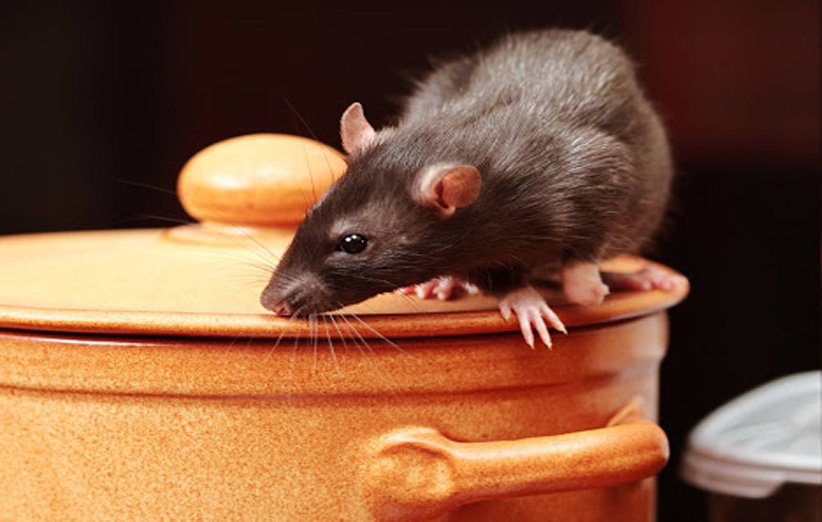 رایاپت فروشگاه آنلاین حیوانات-چه غذاهایی برای موش ها خطرناک است؟