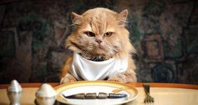 رایاپت فروشگاه آنلاین حیوانات-چه کاری باید انجام دهید وقتی گربه شما غذا نمی خورد