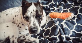 رایاپت فروشگاه آنلاین حیوانات-ترفندهای کمک های اولیه برای موارد اضطراری حیوانات خانگی