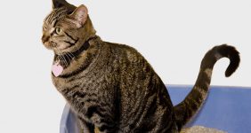 رایاپت فروشگاه آنلاین لوازم و غذای حیوانات-بررسی علت های استفاده نکردن گربه از جعبه خاک