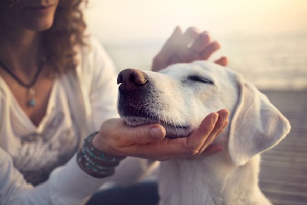 رایاپت پت شاپ انلاین-فواید نگهداری حیوانات خانگی