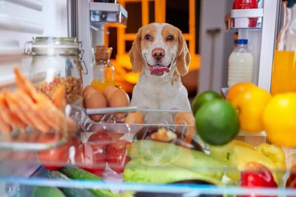 رایاپت فروشگاه آنلاین حیوانات-آیا سگ من باید غذای خام بخورد؟