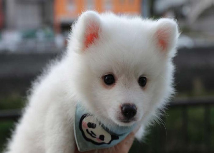 رایاپت فروشگاه آنلاین لوازم و غذای حیوانات-بهترین غذای خشک سگ برای نژاد اشپیتز ژاپنی