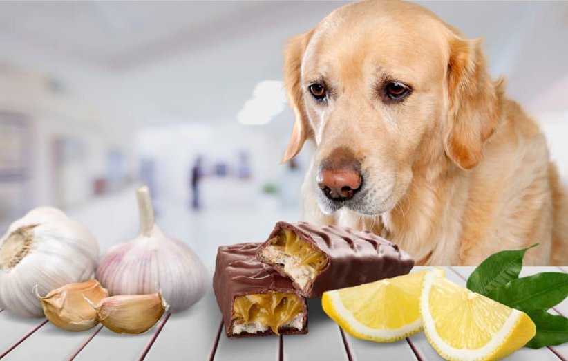 رایاپت فروشگاه آنلاین لوازم و غذای حیوانات-اهمیت تنوع در رژیم غذایی سگ