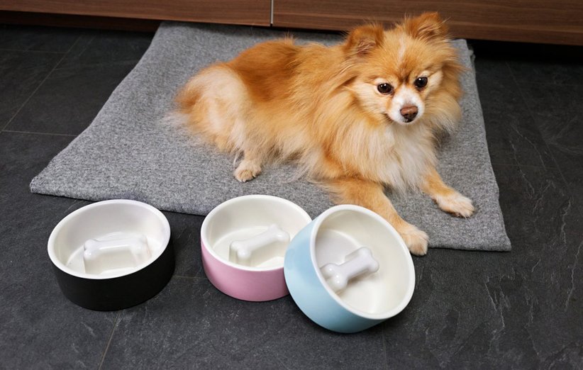 رایاپت فروشگاه آنلاین لوازم و غذای حیوانات خانگی-بهترین غذای مرطوب سگ برای نژاد اشپیتز