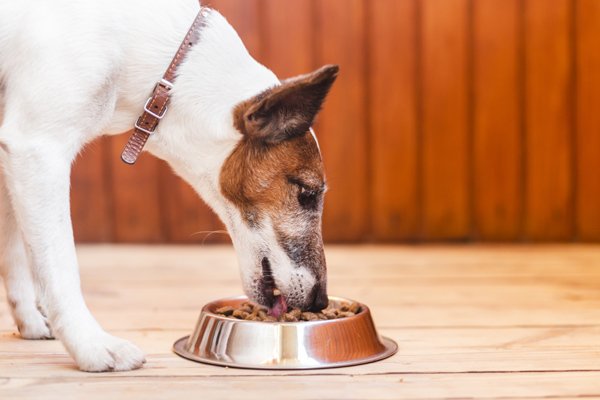 رایاپت فروشگاه آنلاین حیوانات-راهنمای انتخاب غذای مناسب سگ