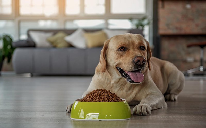 رایاپت فروشگاه آنلاین لوازم و غذای حیوانات-وقتی رژیم سگ شما هر روز یکسان است چه اتفاقی می افتد؟