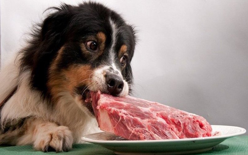 رایاپت فروشگاه آنلاین لوازم و غذای حیوانات-تنوع غذای سگ