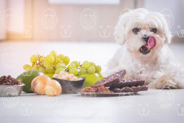 رایاپت فروشگاه آنلاین لوازم و غذای حیوانات-سگ شیتزو