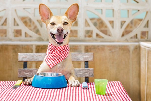 رایاپت فروشگاه آنلاین حیوانات-رچگونه غذای تجاری سگ را انتخاب کنم؟