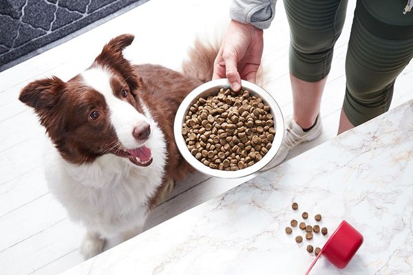 رایاپت فروشگاه آنلاین حیوانات-چه مقدار باید به سگم غذا بدهم؟