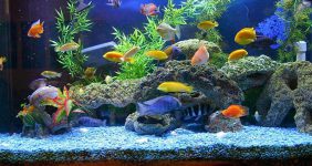 رایاپت فروشگاه آنلاین لوازم و غذای حیوانات خانگی-13 نکته نگهداری ماهی آکواریومی