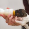 رایاپت فروشگاه آنلاین لوازم و غذای حیوانات خانگی-شیشه شیر سگ