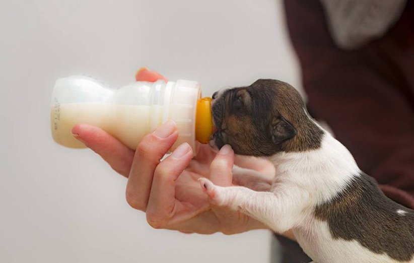 رایاپت فروشگاه آنلاین لوازم و غذای حیوانات خانگی-شیشه شیر سگ