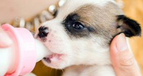 راهنمای انتخاب شیر خشک سگ