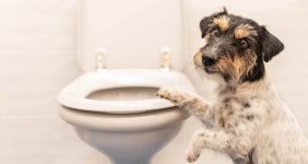 رایاپت فروشگاه آنلاین لوازم و غذای حیوانات خانگی-خرید توالت سگ