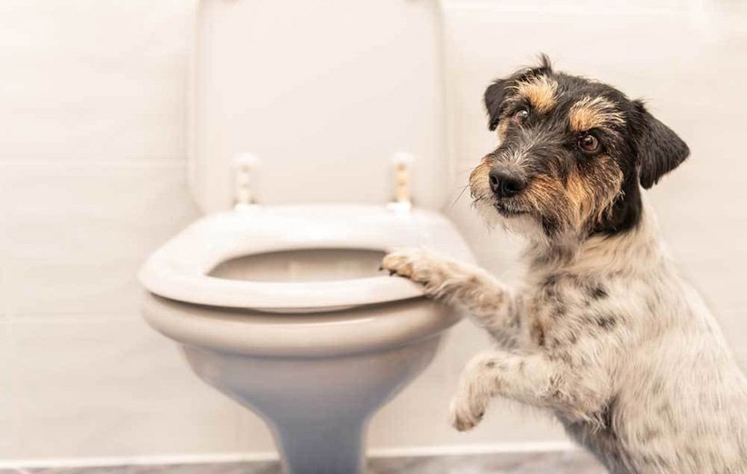 ظرف دستشویی سگ ارزان