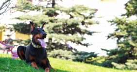 رایاپت فروشگاه آنلاین لوازم و غذای حیوانات خانگی-بهترین غذای سگ برای دوبرمن