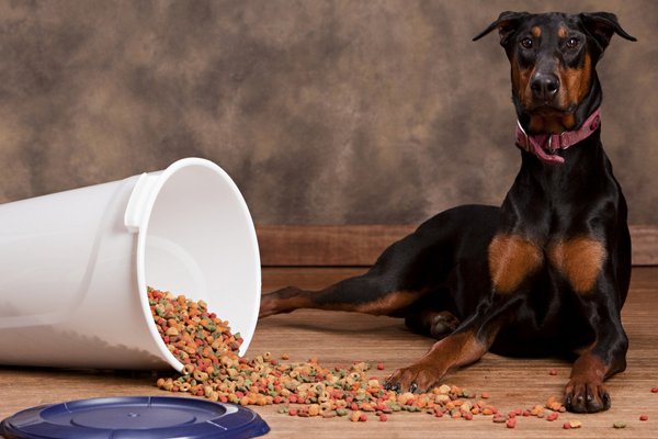 رایاپت فروشگاه آنلاین لوازم و غذای حیوانات خانگی-بهترین غذای سگ برای دوبرمن