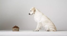 رایاپت فروشگاه آنلاین لوازم و غذای حیوانات خانگی-ظرف غذای سگ