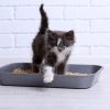 رایاپت فروشگاه آنلاین لوازم و غذای حیوانات خانگی-خاک گربه