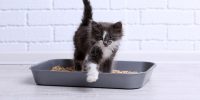 رایاپت فروشگاه آنلاین لوازم و غذای حیوانات خانگی-خاک گربه