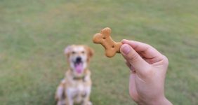 رایاپت فروشگاه آنلاین لوازم و غذای حیوانات خانگی-تشویقی سگ جرهای