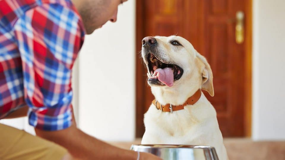 رایاپت فروشگاه آنلاین لوازم و غذای حیوانات خانگی-تشویقی سگ جرهای