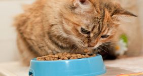 رایاپت فروشگاه آنلاین لوازم و غذای حیوانات خانگی-غذای گربه عقیم شده