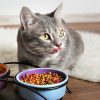 رایاپت فروشگاه آنلاین لوازم و غذای حیوانات خانگی-غذای خشک گربه