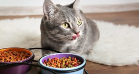 رایاپت فروشگاه آنلاین لوازم و غذای حیوانات خانگی-غذای خشک گربه