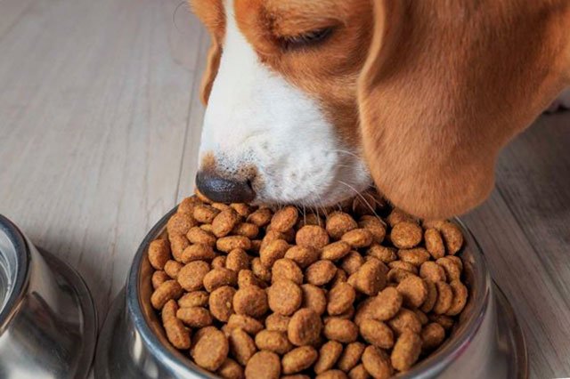 رایاپت فروشگاه آنلاین لوازم و غذای حیوانات خانگی-غذای سگ هپی داگ